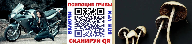 Псилоцибиновые грибы Cubensis  маркетплейс состав  Сосногорск  магазин продажи  
